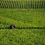 Aerial view of a vibrant vineyard in Kitzingen, Bavaria, showcasing rows of grapevines under the sun.
